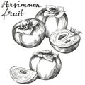 Fruit persimmon set hand drawn vector illustration sketch Royalty Free Stock Photo