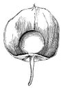 Fruit of Physalis Alkekengi vintage illustration