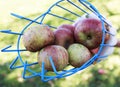 Fruit picker basket collecting apples Royalty Free Stock Photo