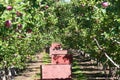Fruit picker boxes Royalty Free Stock Photo