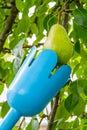 Fruit picker in the orchard Royalty Free Stock Photo