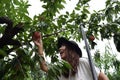 Fruit picking girl at outer place Royalty Free Stock Photo