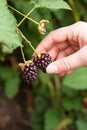 Fruit picking Royalty Free Stock Photo