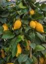 Fruit plant Citrus limon. Plants for gardens, parks, terraces, rooms Royalty Free Stock Photo