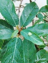 Fruit plant in La Sung Vietnam