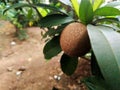 beautiful fruit and the leaves Royalty Free Stock Photo