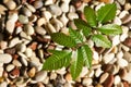 A fruit plant seed grows on the gravel