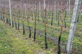 Young fruit trees on a plantation with irrigation system Royalty Free Stock Photo