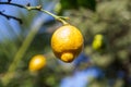 Fruit plants. Citrus Limon. Ripe fruit hanging on a lemon tree against a blue and green blurred background Royalty Free Stock Photo