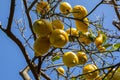 Fruit plants. Citrus Limon. Ripe fruits hanging on a lemon tree against the background of a blue sky Royalty Free Stock Photo