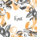 Fruit Plum apple pear design template. Hand drawn vector illustrations, stamps, prints. Engraved style different types