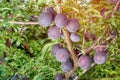 Fruit plum closeup hanging on a tree branch in summer against th