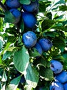 fruit plum seedlings of beauty in our garden