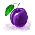 Fruit plum Vector illustration hand drawn Royalty Free Stock Photo