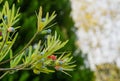 The Fruit Of Podocarpus Macrophyllus, yew plum pine, Buddhist pine and fern pine in Sochi park.