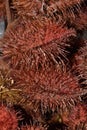 Annatto also known as Roucou or Achiote