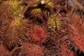 Annatto also known as Roucou or Achiote