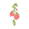 Fruit pomegranate branch, isolated on white background, hand drawn pomegranate hanging on branch with leaves Royalty Free Stock Photo