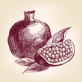 Fruit pomegranate hand drawn vector llustration