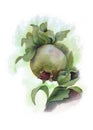 Fruit pomegranate hand drawn watercolor painting illustration
