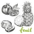 Fruit pomegranate, kiwi, pineapple set hand drawn vector illustration sketch Royalty Free Stock Photo