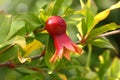 Fruit pomegranate red  ripening hanging among green leaves on a tree branch Royalty Free Stock Photo