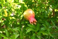 Fruit pomegranate ripening hanging on a tree branch among green leaves Royalty Free Stock Photo