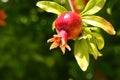 Fruit pomegranate ripening hanging on a tree branch with leaves Royalty Free Stock Photo