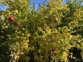 Fruit - Pomegranate