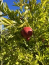 Fruit - Pomegranate