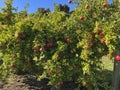 Fruit - Pomegranate