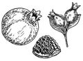 Fruit pomegranate set. Hand drawn vector illustration realistic sketch. Pomegranates with seeds and leafs. Sketch style Royalty Free Stock Photo