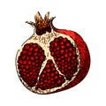 fruit pomegranate sketch hand drawn vector