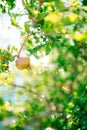 The fruit of a pomegranate on a tree branch. Royalty Free Stock Photo