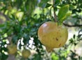 The fruit of a pomegranate tree sings on a branch