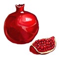 Fruit pomegranate vector illustration hand drawn