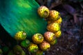 The fruit of the prickly pear cactus macro Royalty Free Stock Photo