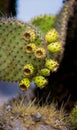 The fruit of the prickly pear cactus up close. The Galapagos Islands. Ecuador.