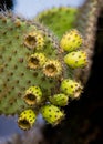 The fruit of the prickly pear cactus up close. The Galapagos Islands. Ecuador.