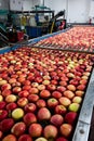 Fruit processing factory. Industrial apple cleaning process on a water conveyor belt. Fruit washing and sorting Royalty Free Stock Photo