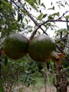 Fruit ,promaganate , srilankan fruit ,garden ,srilanka