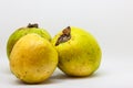 Fruit of the Psidium friedrichsthalianum called guayaba agria or guayaba coronilla Royalty Free Stock Photo