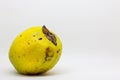 Fruit of the Psidium friedrichsthalianum called guayaba agria or guayaba coronilla Royalty Free Stock Photo