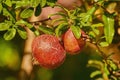 Fruit of Punica Granatum Royalty Free Stock Photo