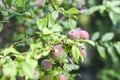 The fruit of quince blooming in garden