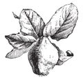 Fruit of Quince vintage illustration