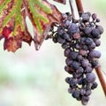 FRUIT raisins in the vineyard in autumn Royalty Free Stock Photo