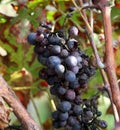 FRUIT raisins in the vineyard in autumn Royalty Free Stock Photo