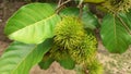 The fruit of Ranbutan hangs down on the ground Royalty Free Stock Photo