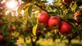 Fruit Red apple garden, business farming and entrepreneurship, harvest. Royalty Free Stock Photo